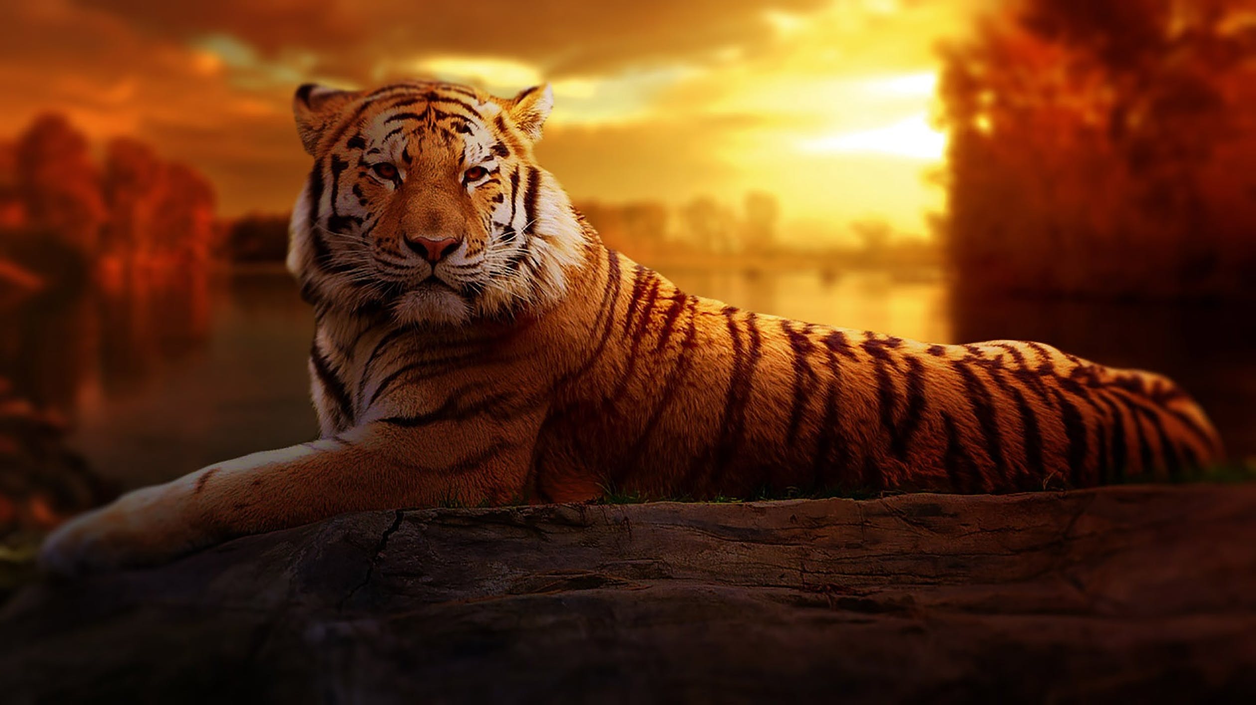 ležící tygr při soumraku